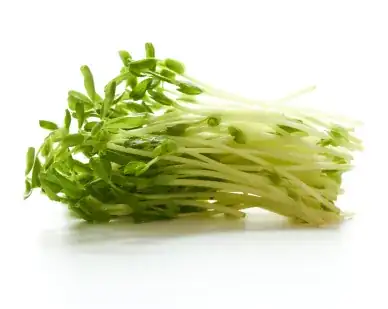 young snow pea shoots