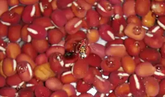 unidentified floating organism on soaked organic beans