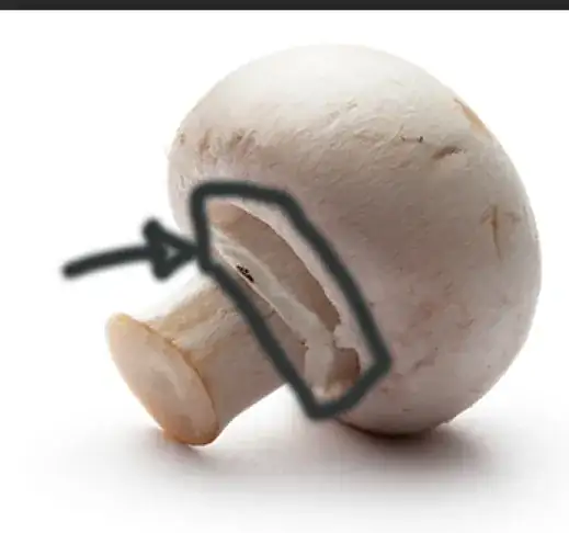 Mushroom1