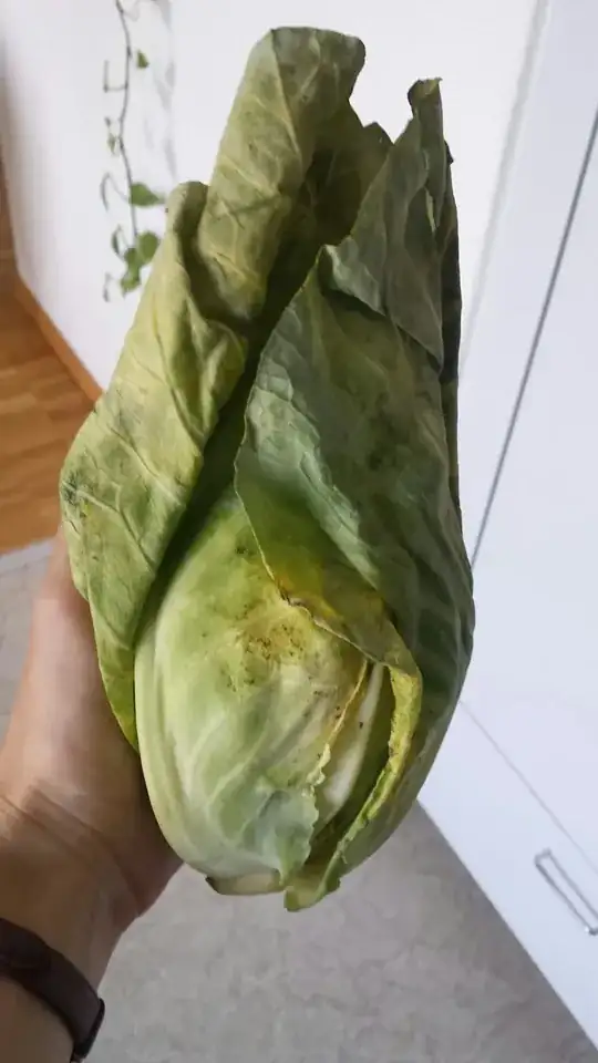 small cabbage-like veg with yellowing outer leaves. Teardrop-shaped with base being the bottom of the teardrop.