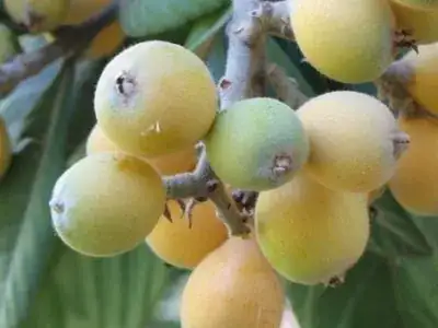 Loquat