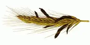 rye with ergot