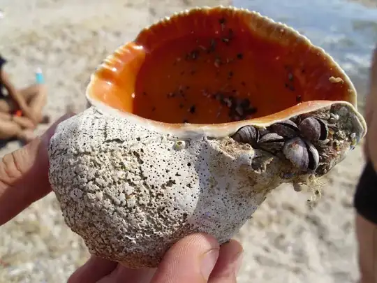 dead rapane shell