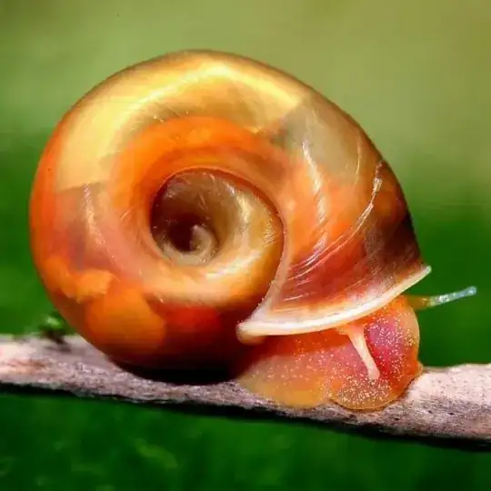 Ramshorn Snail