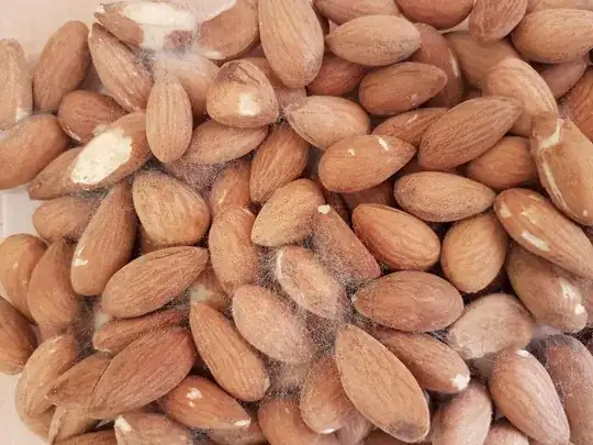 A picture of the soaked almonds covered with a web-like substance