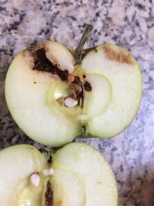 bruising and larva