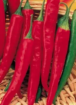 Cayenne