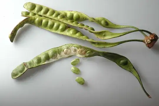 Parkia speciosa image from wikipedia