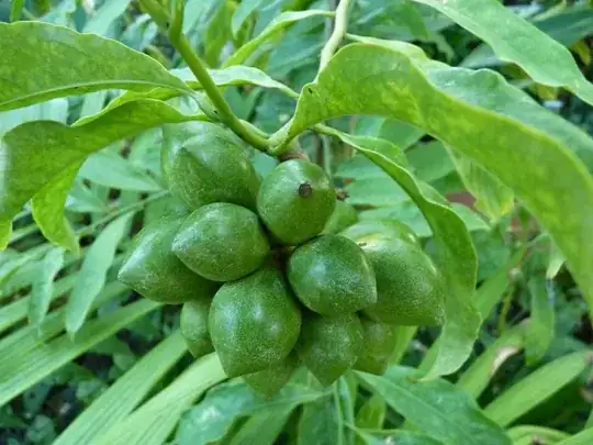 Picture from plantnet, depicting fruits of climping ylang-ylang