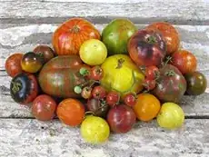 wild boar farms tomatoes