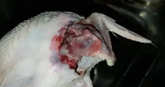 quail