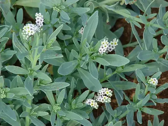 Salt Heliotrope