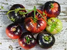 blue tomatoes