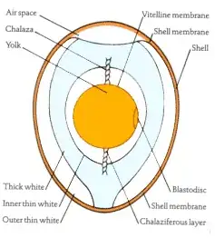 egg