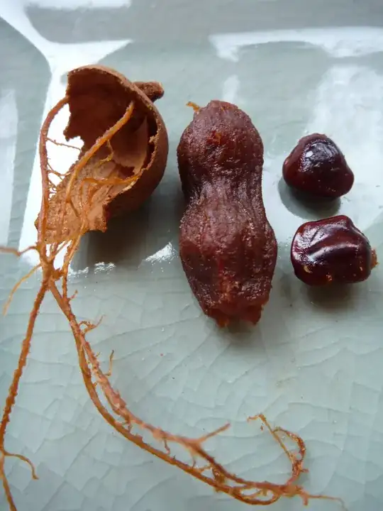 Tamarind string
