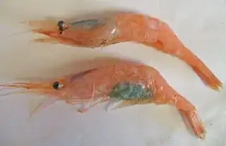 shrimp roe