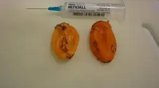 habanero1