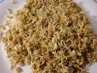 4.5 day sprouts