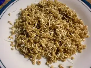 4th day sprouts