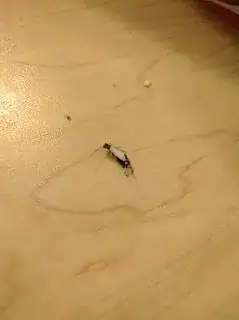 bug