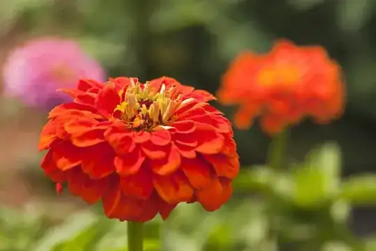 Zinnia elegans 1
