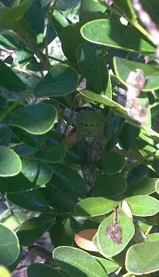 top view of bug