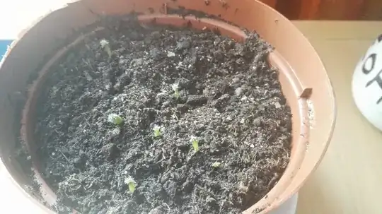cacti