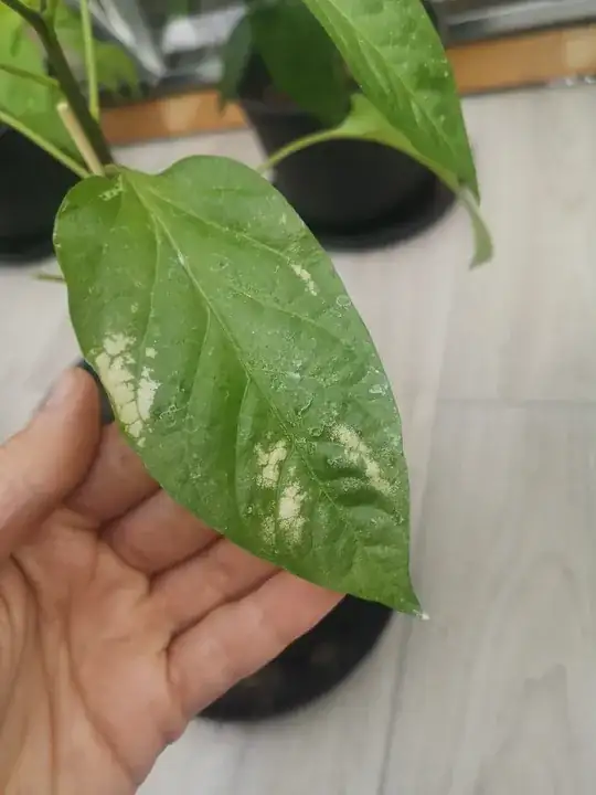 leaf