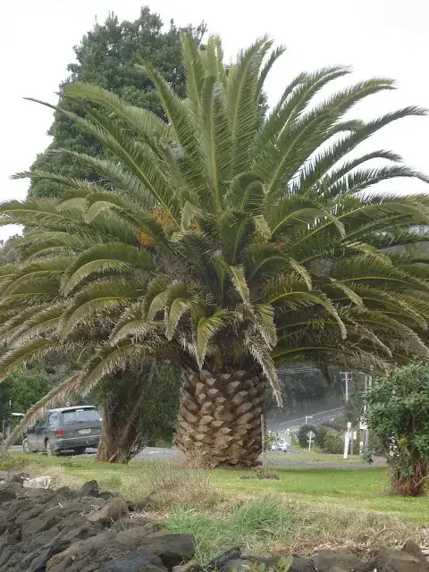 an