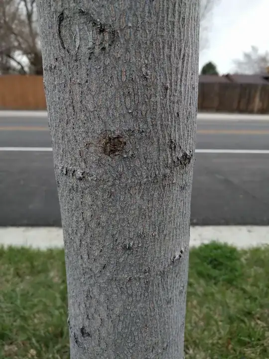 East side of tree 3