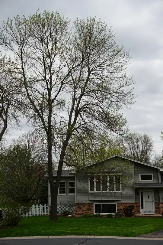 whole tree