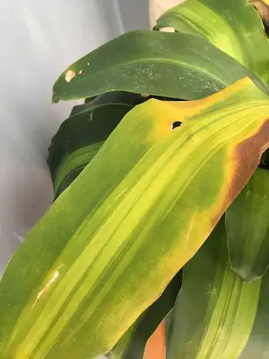 dracaena fragrans 3