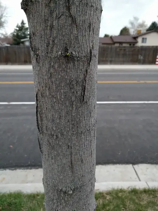East side of tree 1