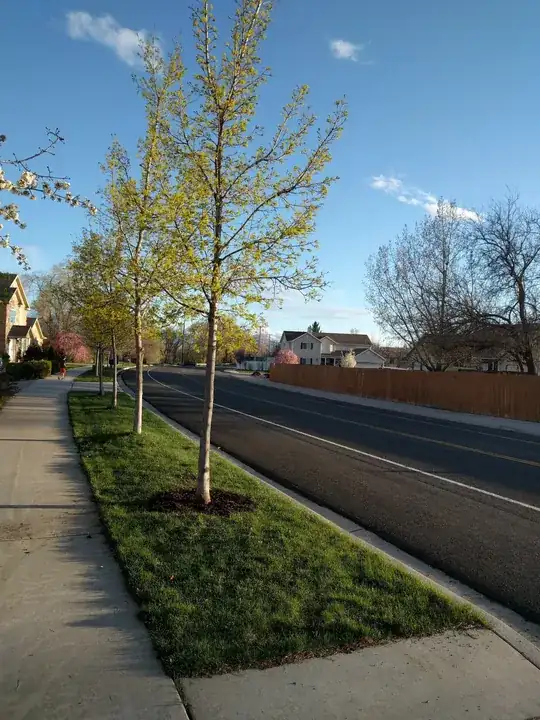 Full view of trees
