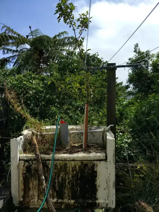 aquaponic apple tree