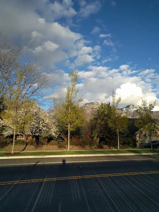 Full view of trees from across the street
