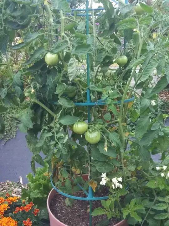 plant health