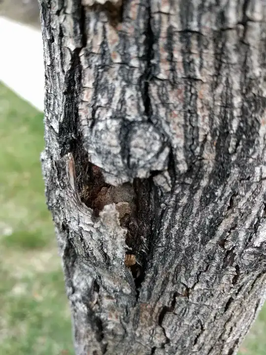Trunk of tree 4