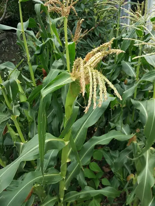 corn cob from sucker