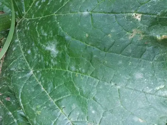 zucchini leaf