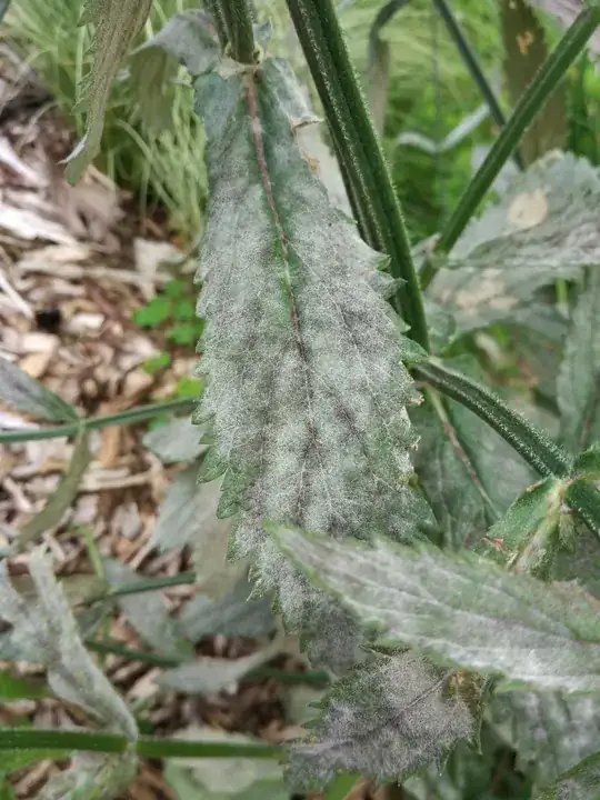 leaf close up