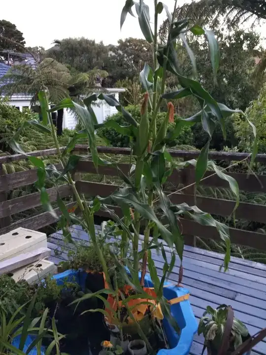 kiddie pool planter