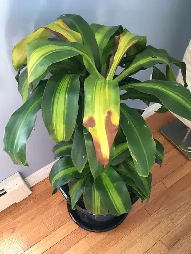 dracaena fragrans 1
