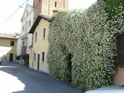 rinch su muro