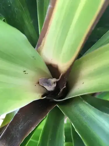 dracaena fragrans 2