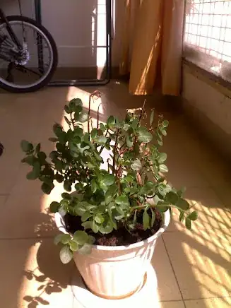 the unidentified plant