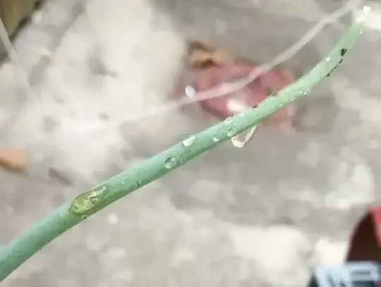 Scallion 1