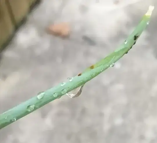 Scallion 3
