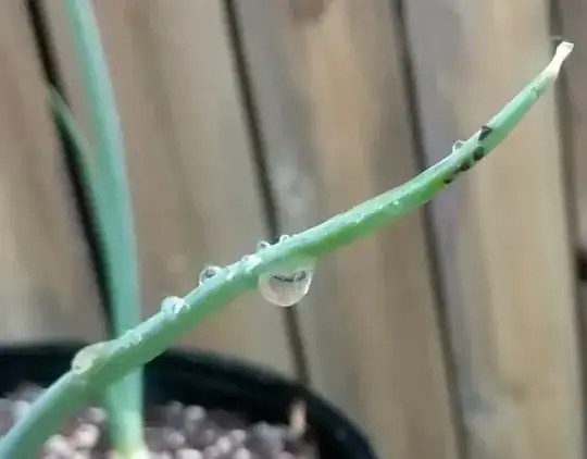 Scallion 2