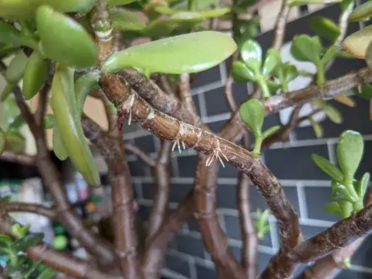 Roots growing on the branches
